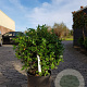 Ilex meserv. 'Goliath' 45 cm container bol