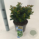 Ilex meserv. Little Rascal 20-25 cm 3,0L