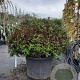 Ilex meserv. Magical Little Rascal 80 cm container bol