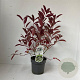 Itea virginica 'Henry's Garnet' 25-30 cm 2,0L