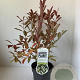 Itea virginica 'Henry's Garnet' 25-30 cm 2,0L