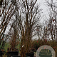 Lagerstroemia indica 350-400 cm container meerstammig