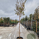 Lagerstroemia indica 180 cm stam container 12-14 leiboom