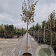 Lagerstroemia indica 180 cm stam container 12-14 leiboom