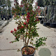 Lagerstroemia Dynabite 125-150 cm 30L
