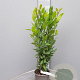 Laurus nobilis 60-80 cm 3,0L