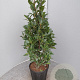 Laurus nobilis 70-80 cm 10L piramide