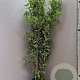 Laurus nobilis 175-200 cm 18L