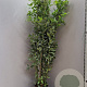 Laurus nobilis 175-200 cm 18L