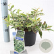 Leucothoe f. Whitewater 20-25 cm 2,0L