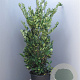 Ligustrum j. 'Texanum' 125-150 cm 30L