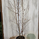 Liquidambar styraciflua 200-225 cm 35L solitair