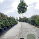 Liquidambar s. 'Gum Ball' 200 cm stam 35L 10-12