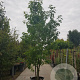 Liquidambar s. 'Worplesdon' 350-400 cm container meerstammig
