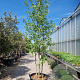 Liquidambar s. 'Worplesdon' 400-450 cm container meerstammig