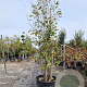 Magnolia 'Galaxy' 350-400 cm cont. 230L meerstammig
