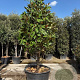 Magnolia grand. 'Galissonnière' 250-300 cm cont. 230L paraplu