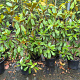 Magnolia grand. 'Goliath' 125-150 cm 18L