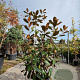 Magnolia grand. 'Goliath' 125-150 cm 18L