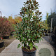 Magnolia grand. 'Goliath' 200-250 cm container meerstammig