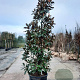 Magnolia grand. 'Goliath' 350-400 cm container
