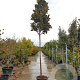 Magnolia grand. 'Goliath' 200 cm stam container 20-25 leiboom