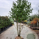 Magnolia kobus 300-350 cm container meerstammig