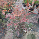 Nandina domestica 30-40 cm 3,0L