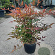 Nandina domestica 30-40 cm 3,0L