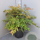 Nandina domestica 60-80 cm 25L