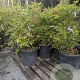 Nandina domestica 60-80 cm 30L
