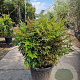 Nandina d. 'Gulf Stream' 50-60 cm 25L