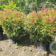 Nandina d. Obsessed 100-125 cm container