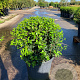 Osmanthus burkwoodii 50 cm container bol