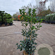 Osmanthus fortunei 80-100 cm 10L