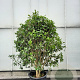 Osmanthus fragrans 175-200 cm container meerstammig