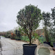 Osmanthus fragrans 350-400 cm container meerstammig
