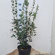 Osmanthus heterophyllus 60-80 cm 7,5L