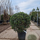 Osmanthus heterophyllus 100 cm container bol