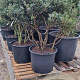 Osmanthus heterophyllus 150-175 cm cont. 130L najaarspotting