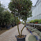 Osmanthus heterophyllus 160-180 cm container solitair