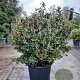 Osmanthus heter. 'Rotundifolius' 80 cm container bol
