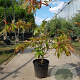 Oxydendrum arboreum 100-125 cm 20L