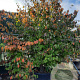 Parrotia persica 300-350 cm container solitair meerstammig