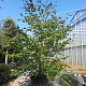 Parrotia persica 350-400 cm container solitair 2-3 tak