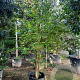 Parrotia persica 400-450 cm container meerstammig