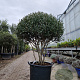 Phillyrea angustifolia 140-150 cm container piramide