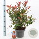Photinia fraseri Carré Rouge 60-70 cm 5,0L