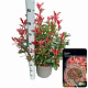 Photinia fraseri Carré Rouge 60-80 cm 10L