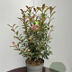 Photinia fraseri Carré Rouge 60-80 cm 10L